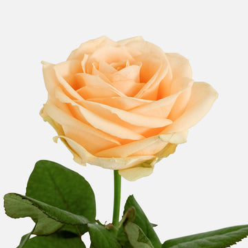 Roses apricot EXP